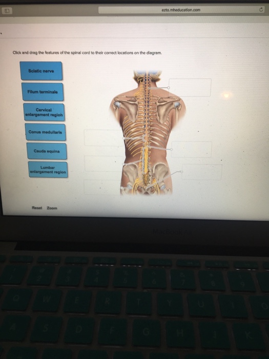 Question: Click and drag the features of the spinal cord to their correct locations on the diagram.