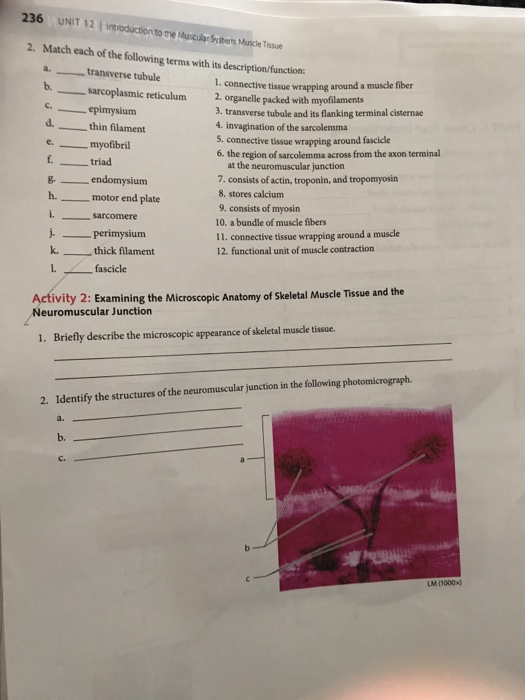 Question: 236 UNIT 12 introduction to Muscularsstern MusceTissue 2. Match each of the following terms with ...