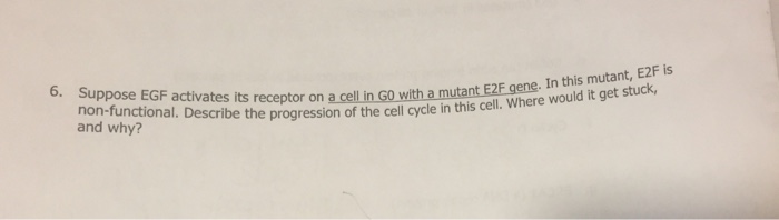 Question: Suppose EGF activates its receptor on a cell in G0 with a mutant E2F gene. In this mutant, E2F is...