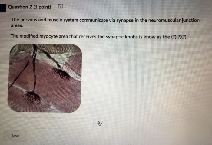 Question: Question 2 (1 point) The nervous and muscle system communicate via synapse in the neuromuscular j...