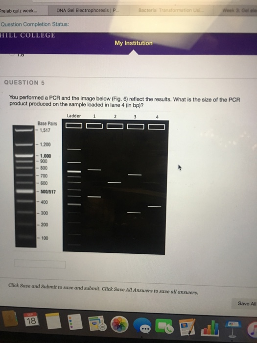 Question: You performed a PCR and the image below (Fig. 6) reflect the results. What is the size of the PCR...