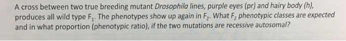 Question: A cross between two true breeding mutant Drosophila lines, purple eyes (pr) and hairy body (h), p...