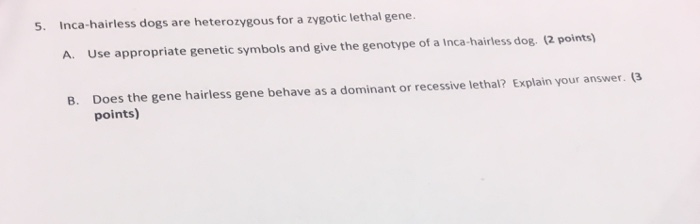 Question: 5. Inca-hairless dogs are heterozygous for a zygotic lethal gene. A. Use appropriate genetic symb...