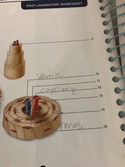 Question: POST-LABORATORY WORKSHEET 10 12 14 15