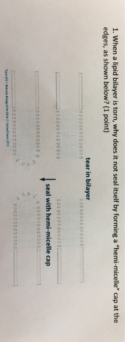 Question: When a lipid bilayer is torn, why does it not seal itself by forming a "hemi-micelle" cap at the ...