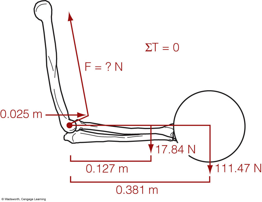 Solve For The Muscle Force. Note That Moment Arm