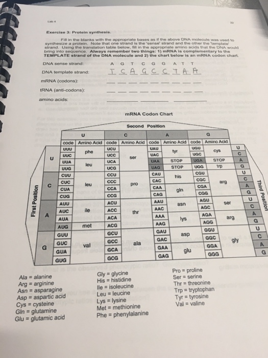 Solved Exercise 3 Protein Synthesis. Fill In The Blanks