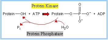 Question: This image displays the Phosphatase Mechanism, what is going on inthis image?