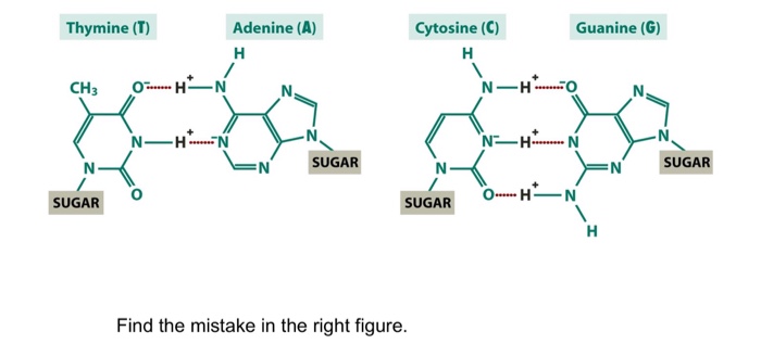 Question: Find the mistake in the right figure.