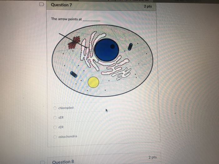 Question: Question 11 2 pts The arrow points at Lysosome rER Golgi