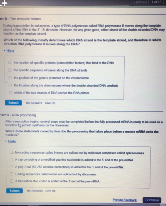 Solved Previous 1 Of 12 Art BThe Template Strand During...