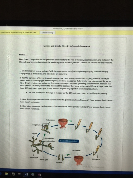 Function of meiosis image