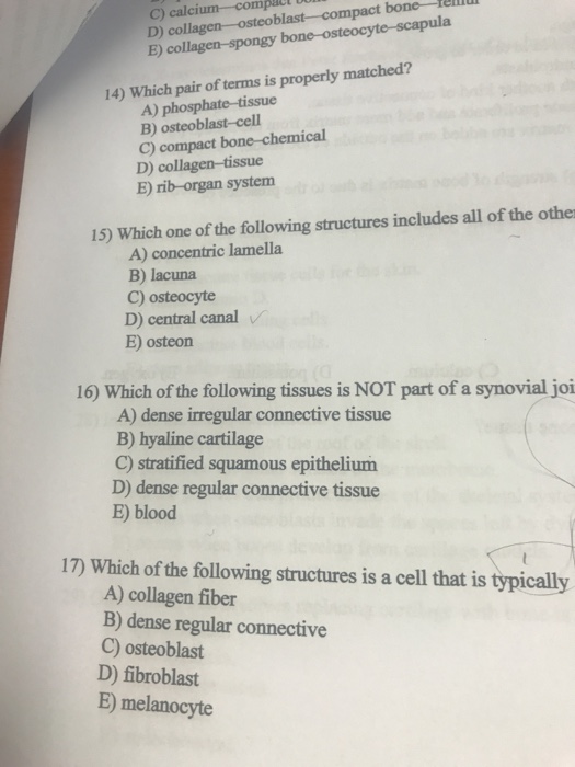 Question: C) calcium-compall Du D) collagen-osteoblast-compact bone-_ E) collagen-spongy bone-o 14) Which p...