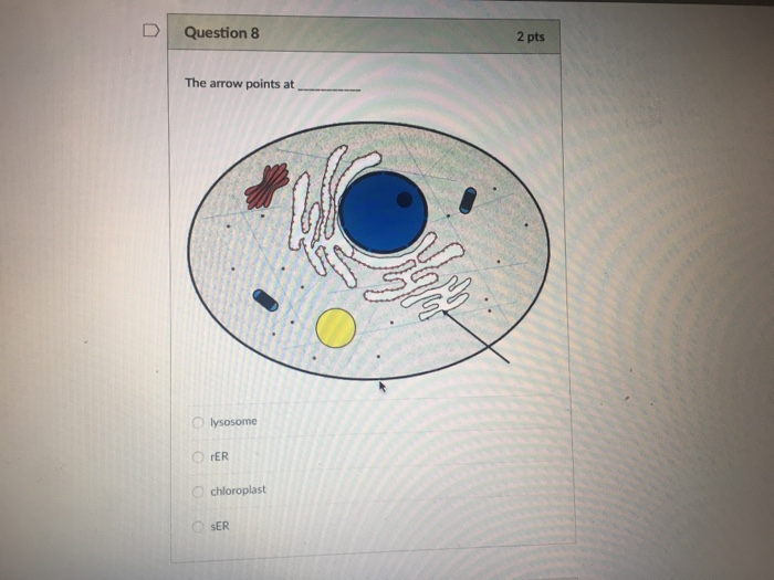 Question: Question 11 2 pts The arrow points at Lysosome rER Golgi