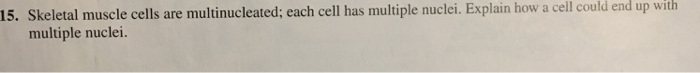 Question: 15. Skeletal muscle cells are multinucleated; each cell has multiple nuclei. Explain how a cell c...