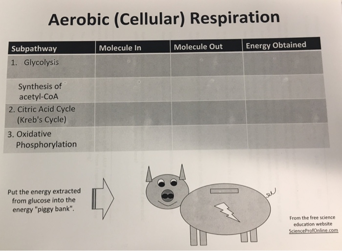 Question: Aerobic (Cellular) Respiration  Put the energy extracted from glucose into the energy "piggy bank".
