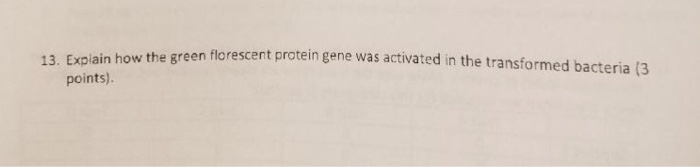 Question: Explain how the green florescent protein gene was activated in the transformed bacteria.