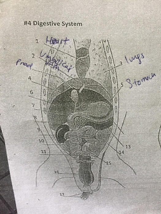 Question: #4 Digestive System f? 10 13 as 16 17 'e en 00/ 0 u