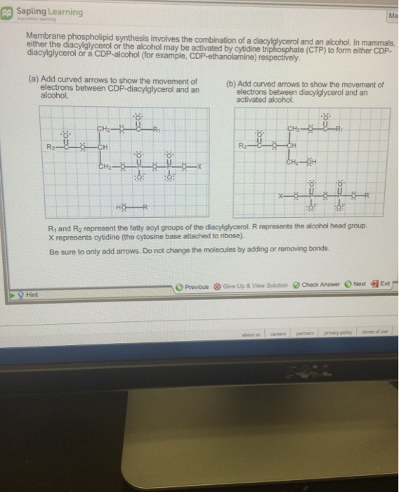 Question: Membrane phospholipid synthesis involves the combination of adiacylglycerol and an alcohol. In m...