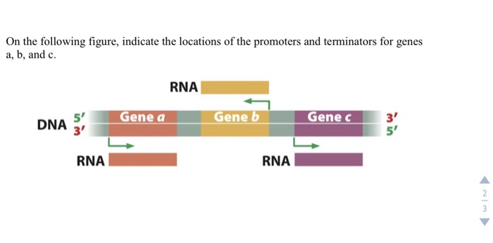 Question: On the following figure, indicate the locations of the promoters and terminators for genes a, b, ...