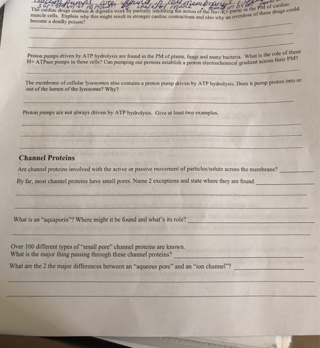 Question: The PM of cardiac The cardiac drugs ouabain &digitalis work by partially inhibiting the action of...