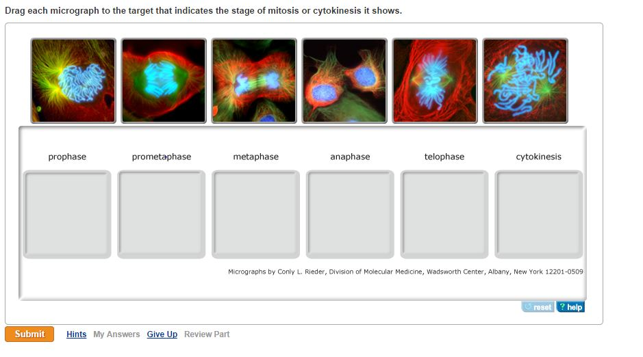 College biology homework help