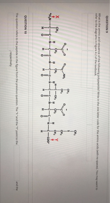 Question: What is the amino acid sequence of the following polypeptide? Write in the one letter code for th...