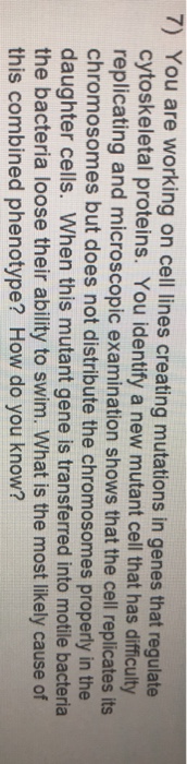 Question: 7) You are working on cell lines creating mutations in genes that regulate cytoskeletal proteins....