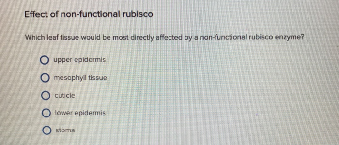 Rubisco protein picture
