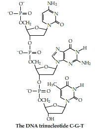 Dna rna nucleotides homework help