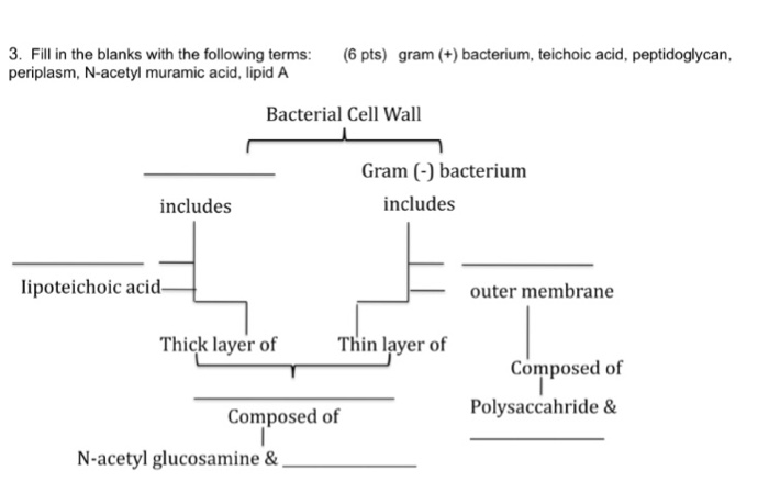 Question: Fill in the blanks with the following terms: gram (+) bacterium, teichoic acid, peptidoglycan, pe...