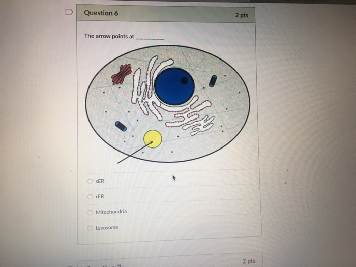 Question: Question 11 2 pts The arrow points at Lysosome rER Golgi