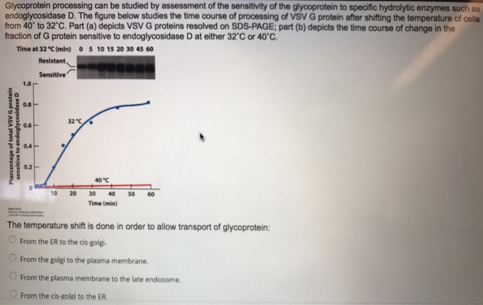 Question: Glycoprotein processing can be studied by assessment of the sensitivity of the glycoprotein to sp...