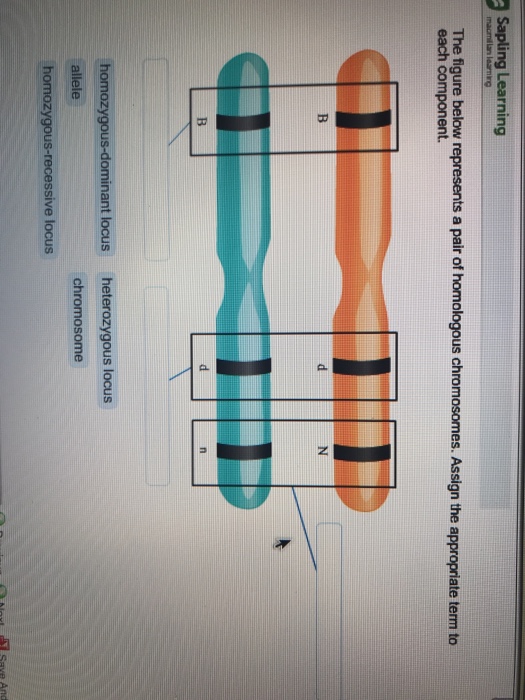 Sapling Learning The Figure Below Represents A Pai...