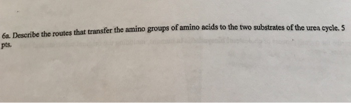 Question: Describe the routes that transfer the amino groups of amino acids to the two substrates of the ur...