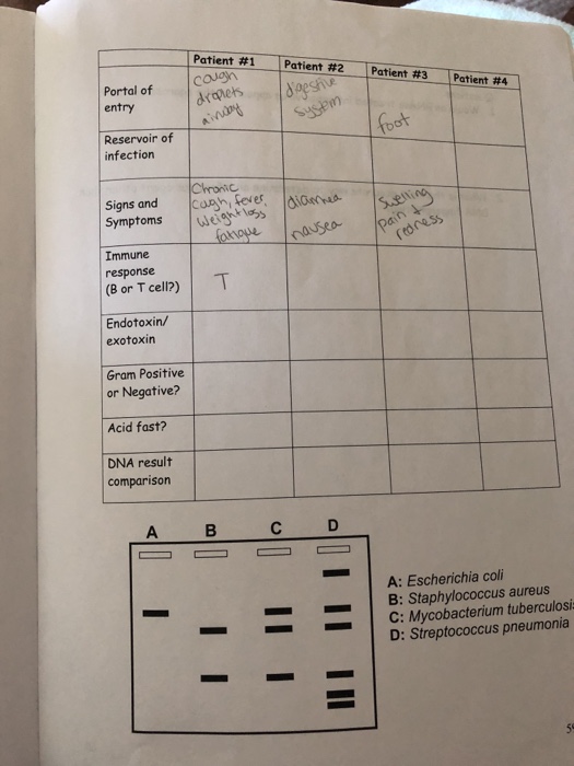 Question: LAB #13 USING DNA TO IDENTIFY MICROORGANISMS final Microbiology lab you must determine what infec...