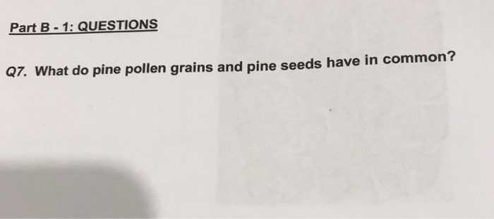 Question: What do pine pollen grains and pine seeds have in common?