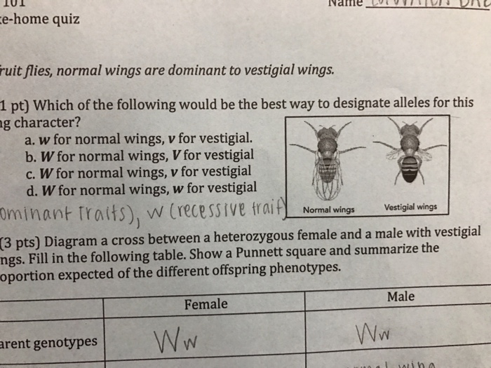 Question: 3. (2 pts) Another fruit fly mutation is the absence of eyes! This i a recessive trait. List the ...