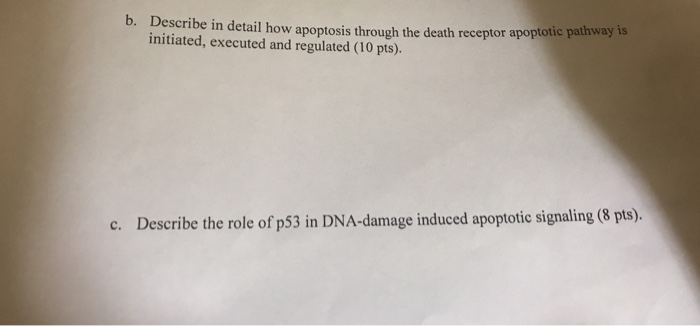 Question: B. Describe in detail how apoptosis through the death receptor apoptotic pathway is initiated, ex...