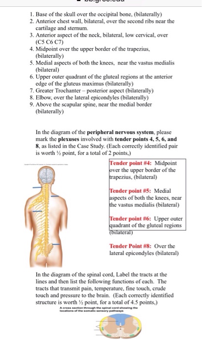 Question: Human Anatomy & Physiology ITheory Case Study #2: 25 Points Case Study 2: Fibromyalgia Case Prese...