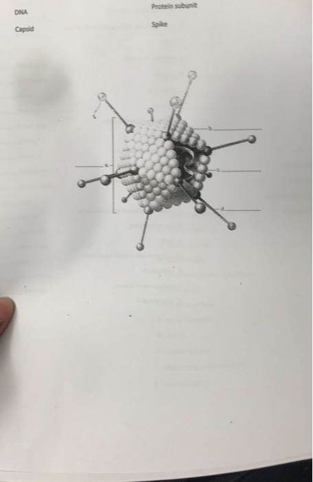 Question: Protein subunit DNA Spike Capsid