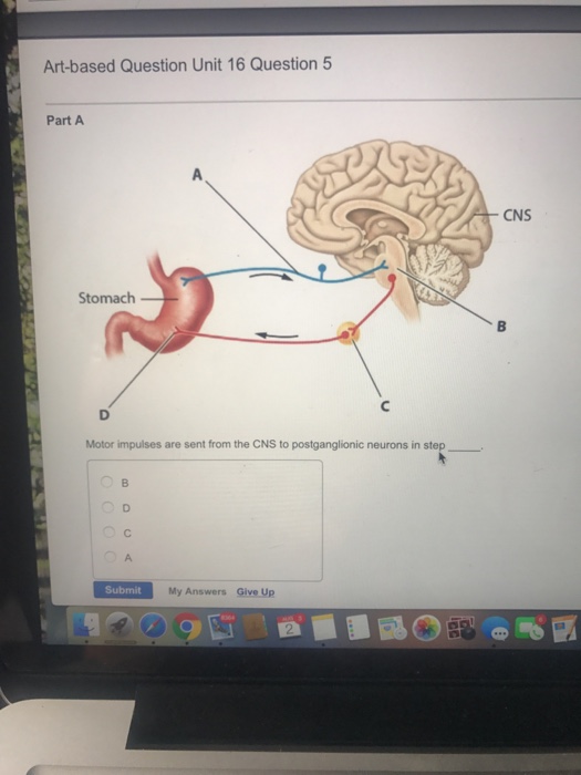 Solved Motor Impulses Are Sent From The CNS To Postgangli...