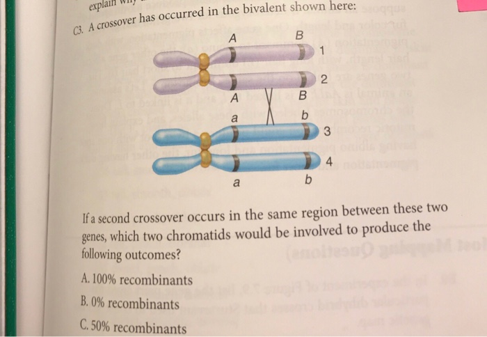 Question: Explail WIl 3. A crossover has occurred in the bivalent shown here: 2 4 If a second crossover occ...