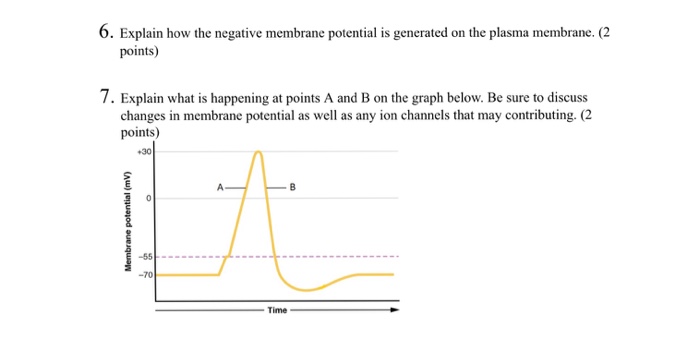 Question: 6. Explain how the negative membrane potential is generated on the plasma membrane. (2 points) 7....