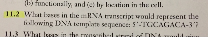 Question: What bases in the mRNA transcript would represent the following DNA template sequence: 5'-TGCAGAC...