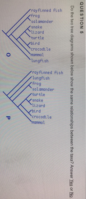 Question: Do the two tree diagrams shown below show the same relationships between the taxa? Answer Yes or No.