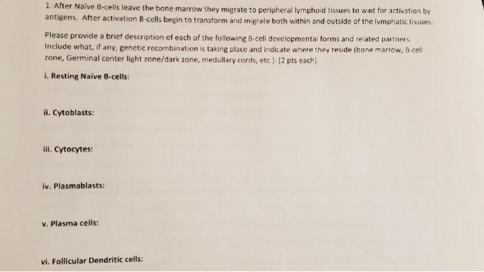 Question: Fter Naïve B-cells leave the bone marrow they migrate to peripheral lymphoid tissues to wait for...