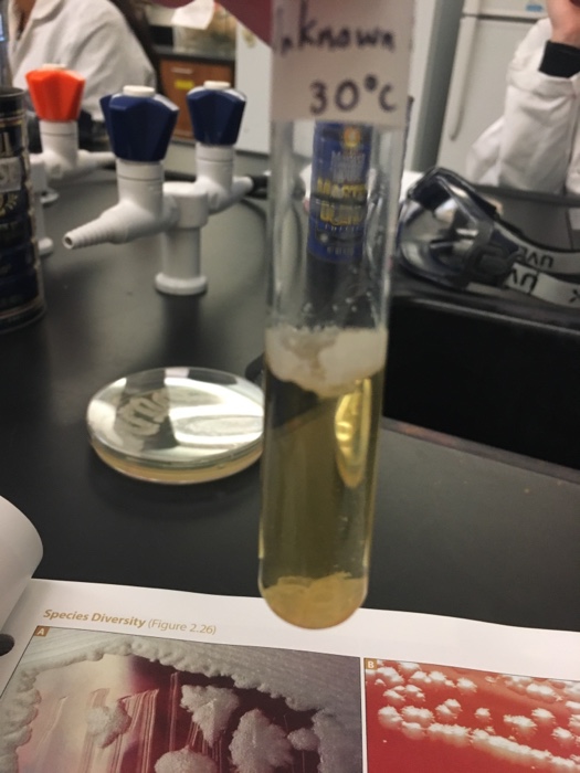 Question: Need to identify an unknown sample that was distributed and kept inan inoculating chamberat 30 ...