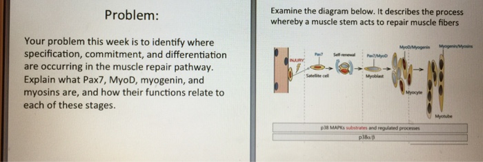 Question: Your problem this week is to identify where specification, commitment, and differentiation are oc...