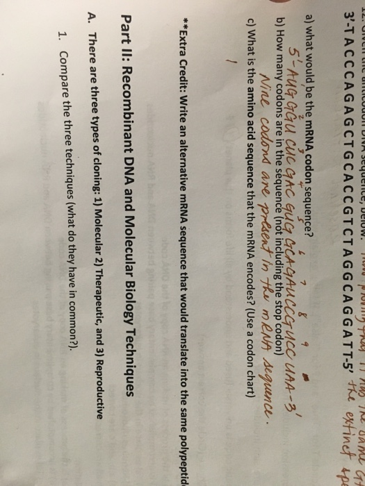 Question: A) What would be the mRNA codon sequence?  b) How many codons are in the sequence (not including ...